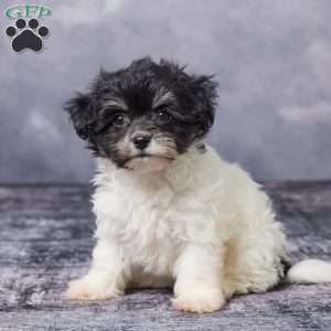 Karla, Havachon Puppy